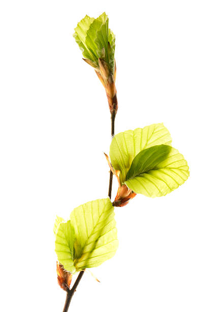 ramo da árvore de faia com jovem leafs. - beech tree leaf isolated branch imagens e fotografias de stock