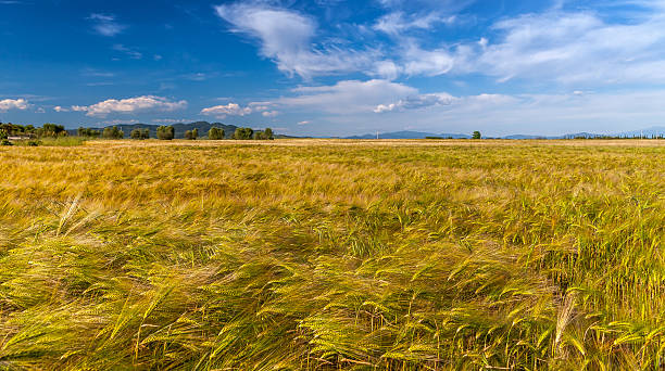 istock Young wheat growing in green farm field 519864635