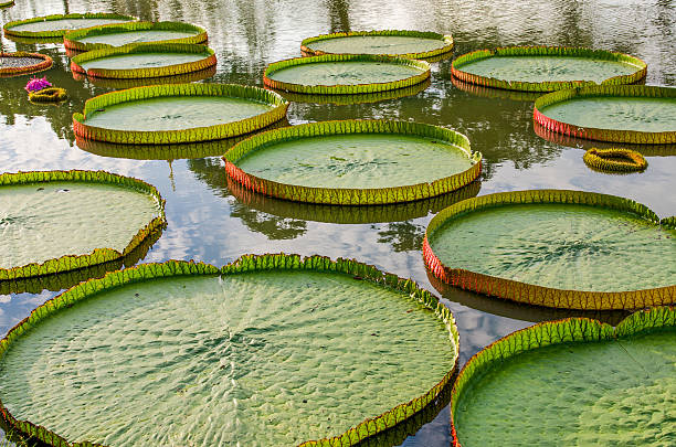 istock Majestic amazon lily pads in tropical Asia (Victoria Regia). 519864843