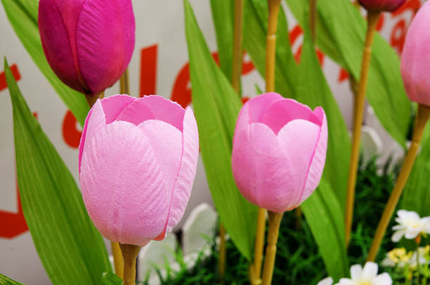 istock Tulips of the fabric. 519864957