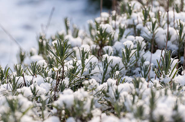 istock Closeup of snowy Lavender 519865053