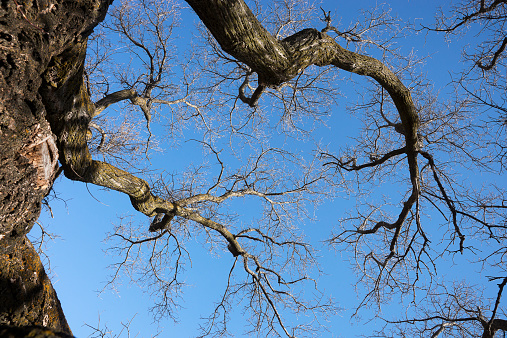 Gnarled oak tree branches reasching skyward against clear blue sky in late fall.  This photograph was taken on a cold sunny day in late October alongside the Turtle River in North Dakota, USA.  Camera used  was a 24mp Sony A99.  Raw format and lightly processed.
