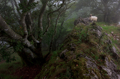 Sheep in foggy forest