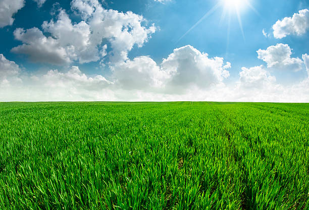 istock Beautiful fresh grass field with blue sky. 519866515