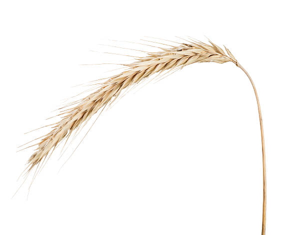 istock single light ear of rue on white 519867021