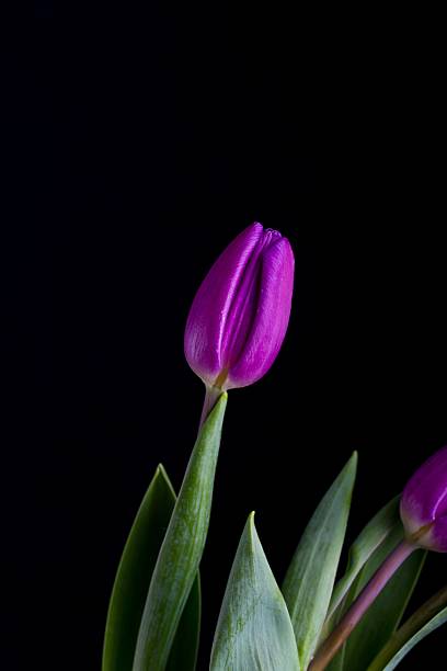 Beautiful tulip flowers isolated on black background. Natural Springtime flowers.