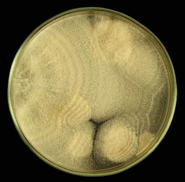 진균 상의 한천 플레이트 고립 블랙힐스 - mold petri dish mildew agar jelly 뉴스 사진 이미지