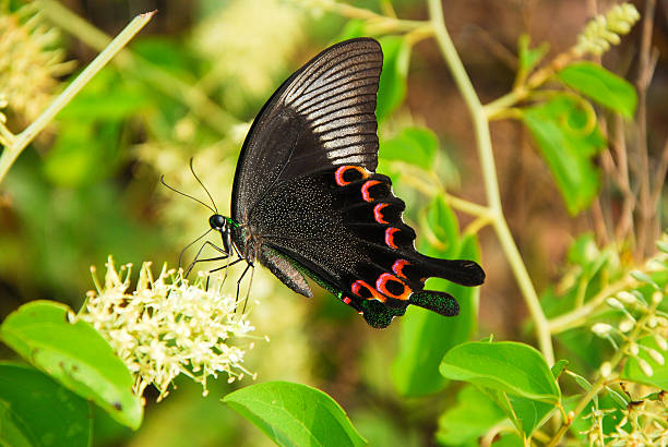 istock Beautiful butterfly and flower 519868742