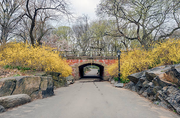 istock Central Park, New York City 519868756