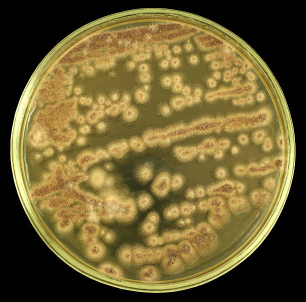 집락이 oа 균류 한천배지 플라테 고립 블랙힐스 - mold petri dish mildew agar jelly 뉴스 사진 이미지