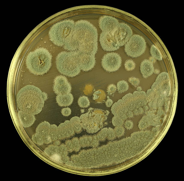 초록색입니다 진균 상의 한천 플레이트 고립 블랙힐스 - mold petri dish mildew agar jelly 뉴스 사진 이미지