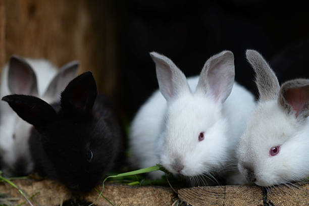 istock white and black bunnies 519870218
