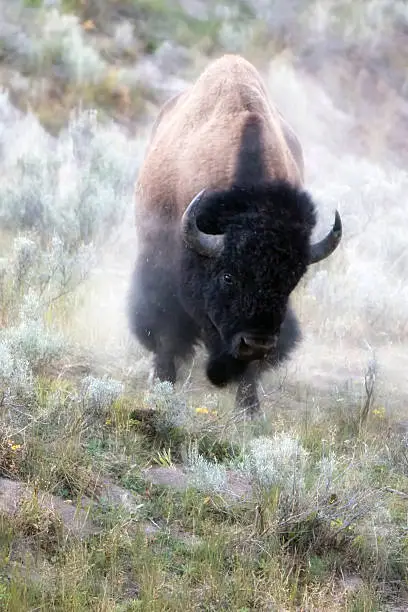 An American Bison charging and creating a dust cloud