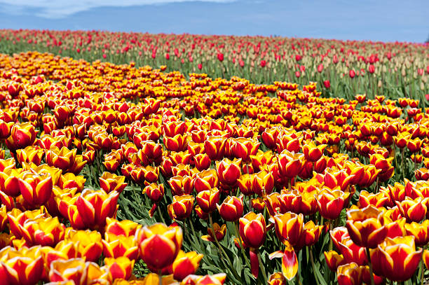 tulipas em campo - varigated - fotografias e filmes do acervo