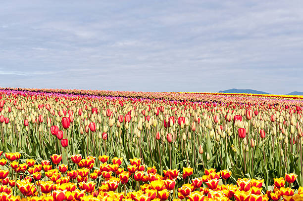 tulipas em campo - varigated - fotografias e filmes do acervo