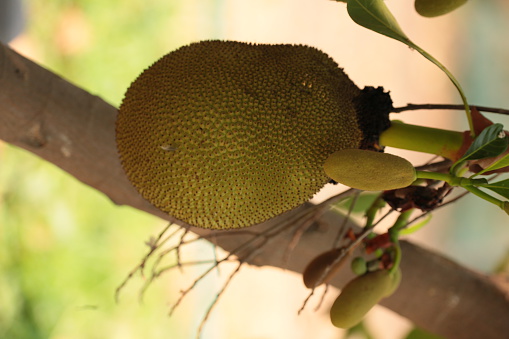 Jackfruit on the tree with green leaves blurry background