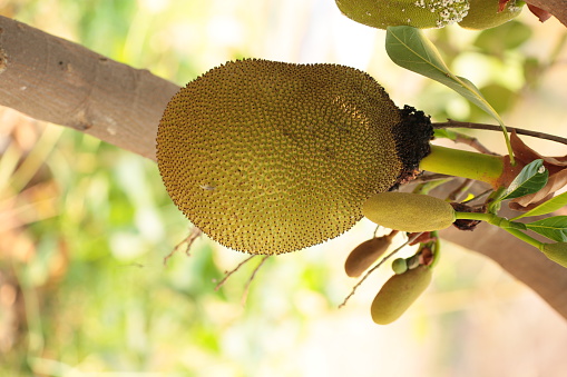 Jackfruit on the tree with green leaves blurry background