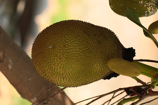 Jackfruit on the tree with green leaves blurry background