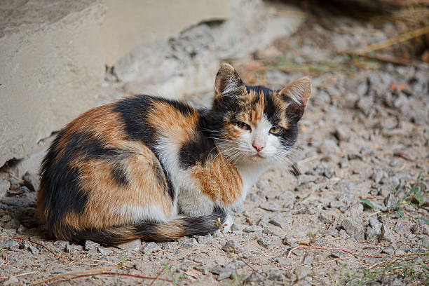 istock Spotted stray kitten sitting on the road. Animals 519872640