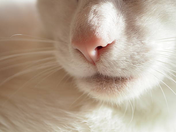 istock close up - nose of a cat 519872896