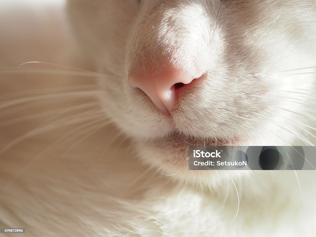 close up - nose of a cat Close up - nose of a cat with white fur. Animal Nose Stock Photo