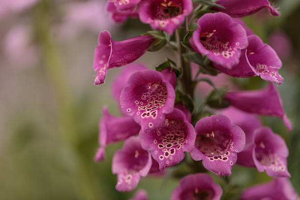 istock Purple foxglove flower Digitalis purpurea blooms 519873006
