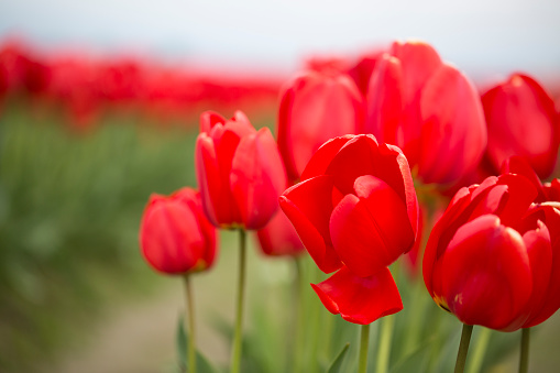 Pink tulips, spring background