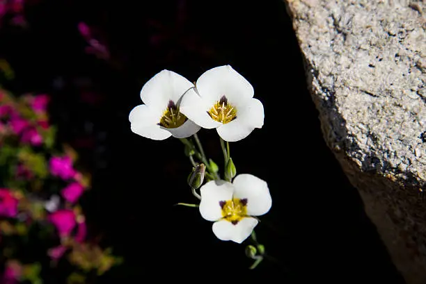 Mariposa Lily, blooming with a background of pink Penstemon, next to a granite boulder.