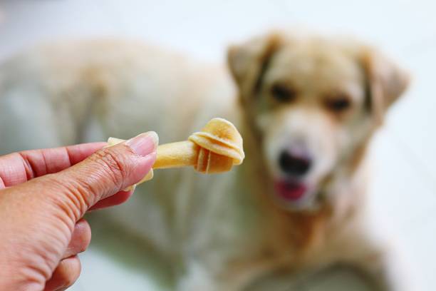istock Dog waits for food 519874860