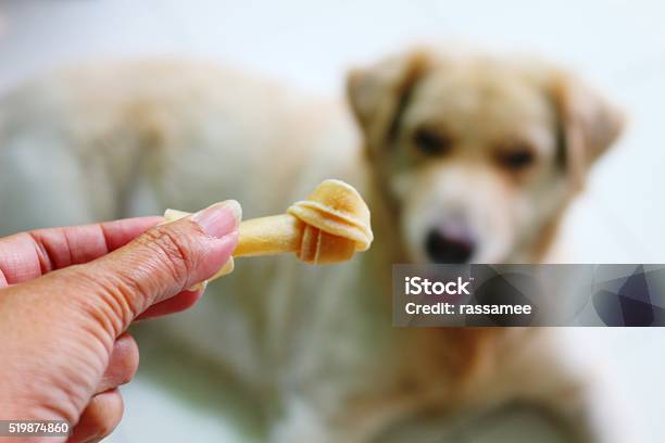 Dog Waits For Food Stock Photo - Download Image Now - Animal, Dog, Dog Food