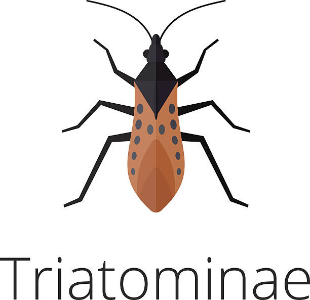 ilustrações, clipart, desenhos animados e ícones de repelente de insetos triatomíneos parasita da pele - doença de chagas