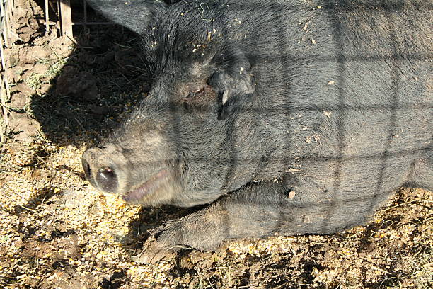istock Black pig laying by her food 519874914