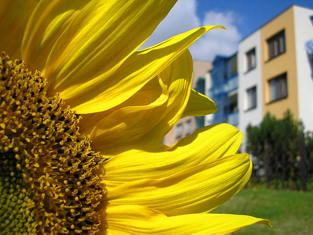 istock Sunflower with house on background 519884945