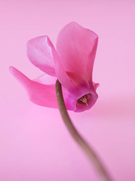 istock Beautiful purplish red cyclamen 519885179