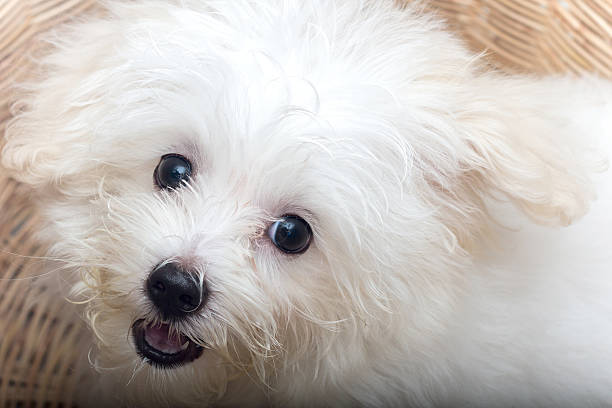 istock Shih tzu puppy breed tiny dog 519885285