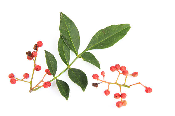 Szechuan pepper (Zanthoxylum piperitum) Szechuan pepper (Zanthoxylum piperitum), fruits isolated against white background zanthoxylum stock pictures, royalty-free photos & images