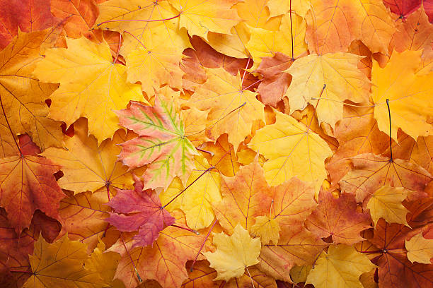 istock Autumn leaves background. 519885777