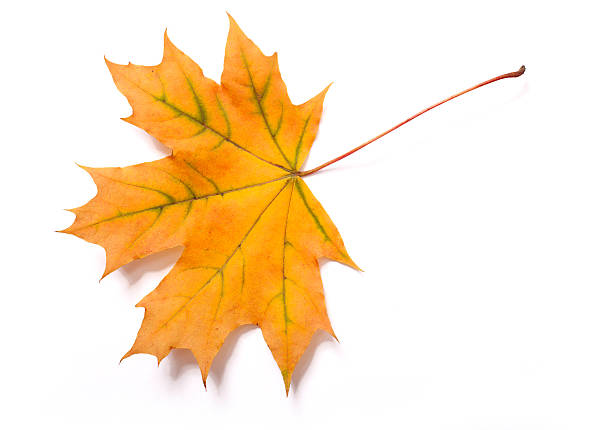 istock Autumn leaves isolated 519885781