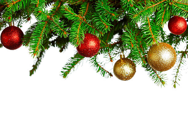 istock Branch of Christmas tree 519886699