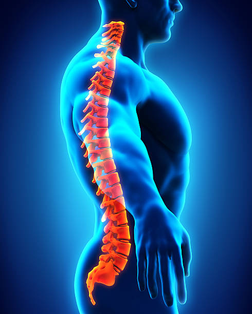 istock Human Spine Anatomy 519886879