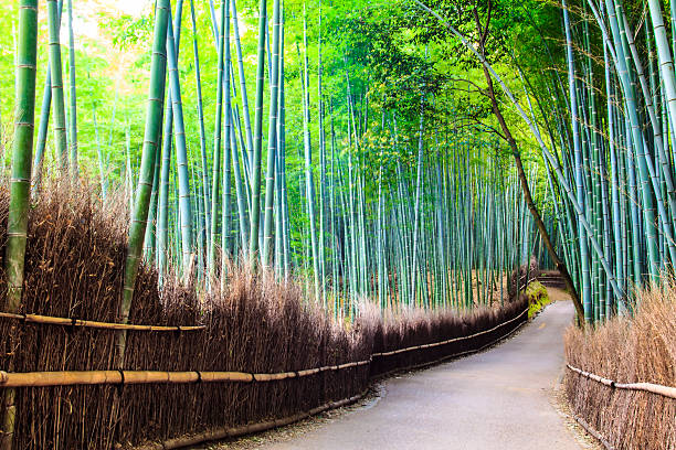 istock The Bamboo Grove in Arashiyama 519887027