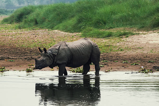 istock Indian Rhino bull 519887120