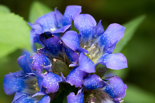 Daytime macro close-up of some flowering marsh gentian plants (Gentiana pneumonanthe) growing in a forest, shallow DOF