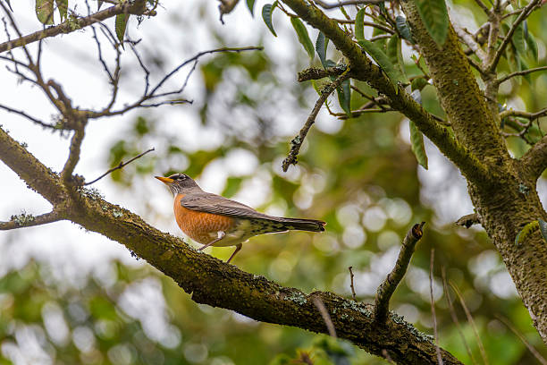 turdus migratorius no dourado portão park, san francisco - harbinger - fotografias e filmes do acervo