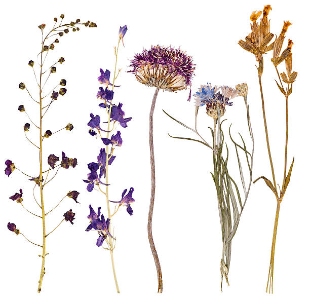 istock Set of wild flowers pressed 519888523