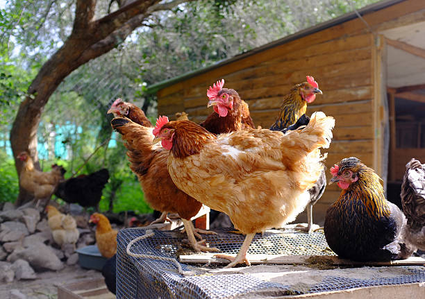 hens stock photo