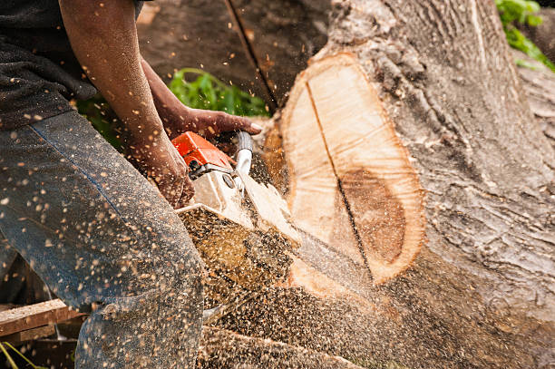 The chainsaw The chainsaw cutting the log of wood chainsaw lumberjack lumber industry manual worker stock pictures, royalty-free photos & images
