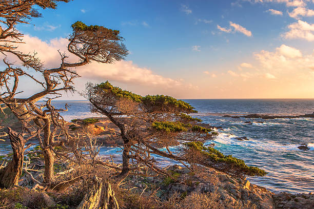 Monterey Cypress, Point Lobos State Natural Reserve