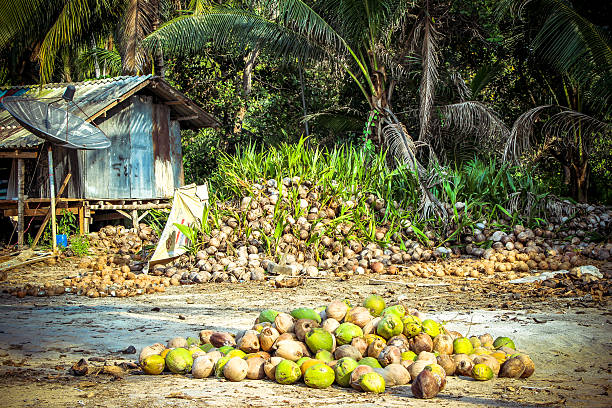 istock Stack of the coconuts in farm for coconut oil industry 519890931