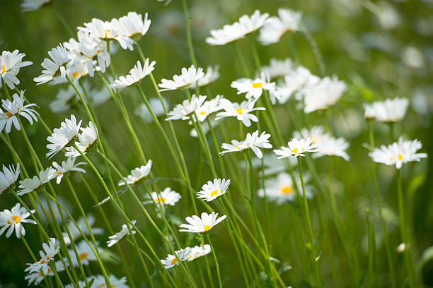 istock Chamomile flowers/abstract photo 519891020